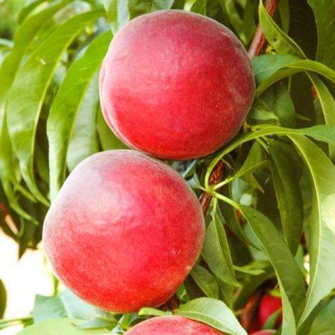 Сорта персика для краснодарского края, фото с названием и описанием, какие лучше