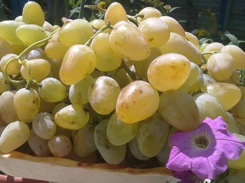 Сладкий столовый виноград монарх
