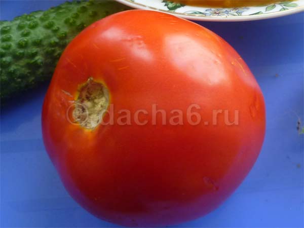 Томат «московский деликатес» с протяженным периодом плодоношения