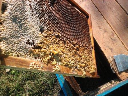 Кормление пчел зимой: правила и особенности