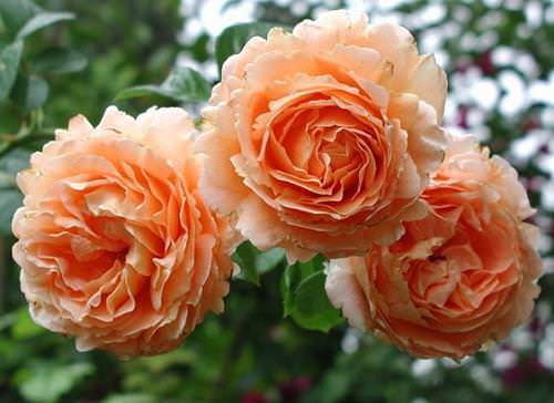 Описание плетистого сорта розы полька 91 французской селекции: посадка и уход