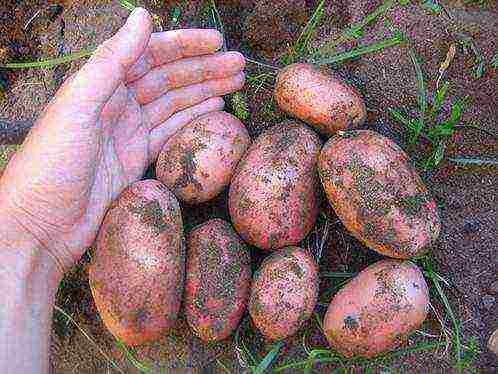 Сорт картофеля пикассо: характеристика, особенности посадки и выращивания