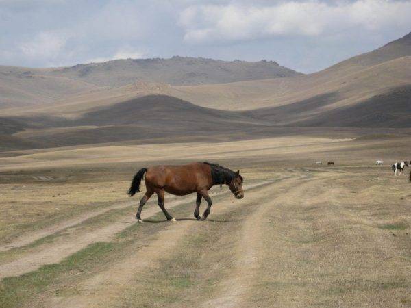 Аборигенные лошадки: надежные помощники в суровых регионах