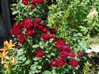 Особенности плетистой розы цезарь: что это за сортовой цветок, как выращивать