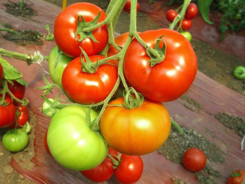 Посадим томат  «красным красно» — вырастим богатый урожай