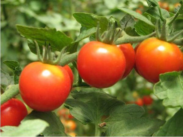 Основные характеристики, описание и урожайность томата клуша
