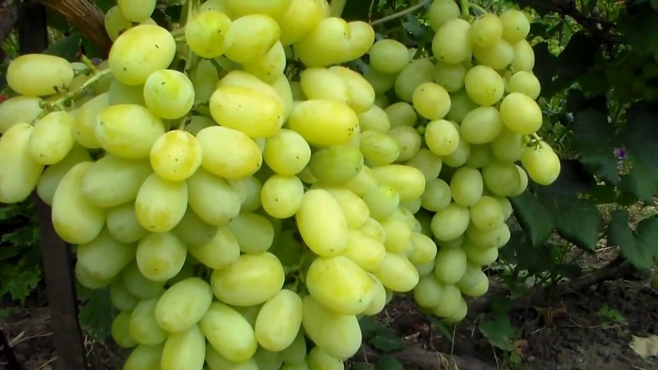 Виноград «лора» (флора): описание сорта, фото, видео и отзывы