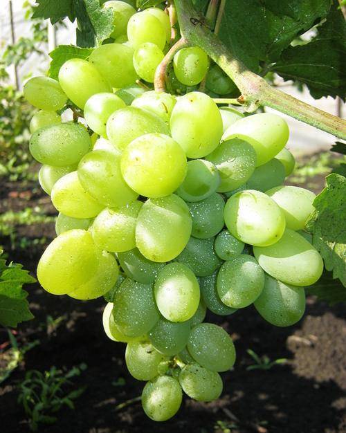 Виноград водограй: описание сорта, фото и отзывы садоводов
