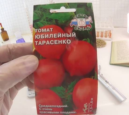 Юбилейный тарасенко — лиановидный томат с веерными кистями