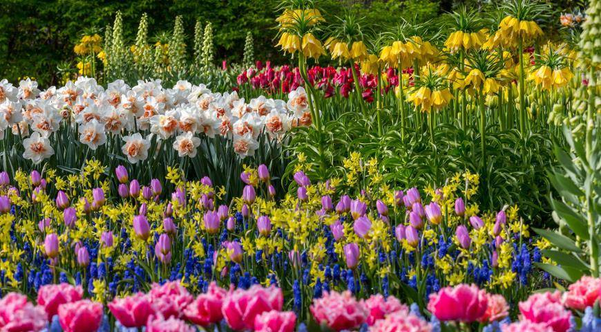 Тюльпаны в мае: особенности посадки и ухода