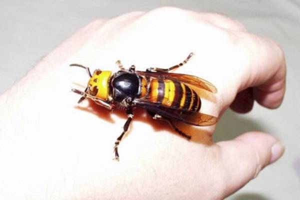 Что делать, если укусила пчела или оса?