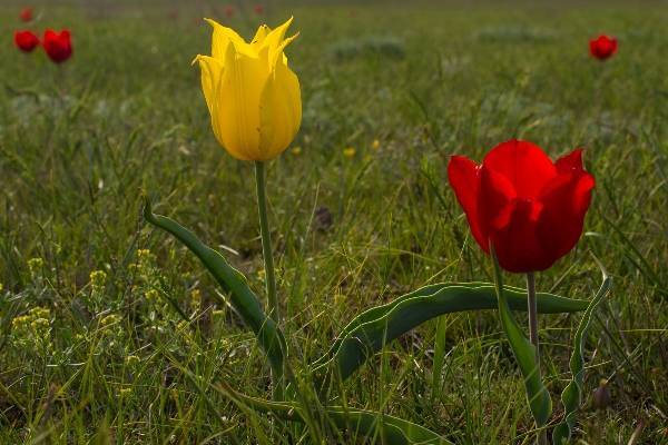Тюльпан шренка (túlipa schrénki): фото и описание, красная книга, как выглядит, где растет, оренбургская область
