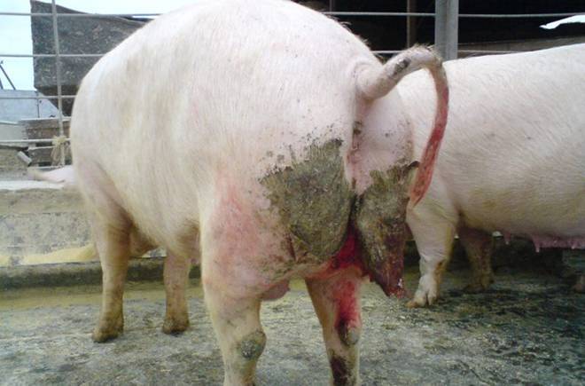 Болезни свиней: симптомы и лечение