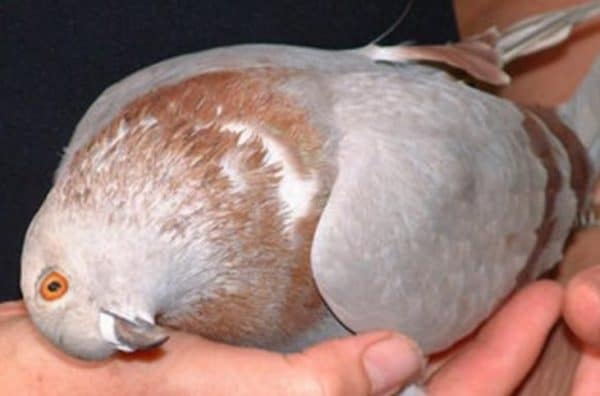 Как лечить болезнь голубей вертячку