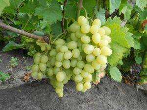 В чем главное преимущество винограда богатяновского?