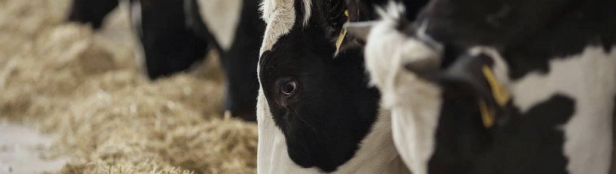Ацидоз у коров, ее симптомы и методы лечения
