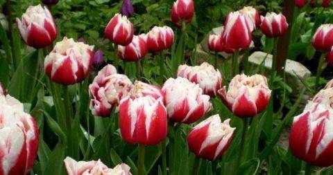 Пионовидные тюльпаны: фото, посадка и уход, сорта