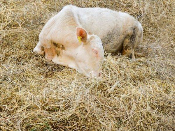 Как вылечить мастит у коров и другие не менее неприятные заболевания – советы опытных ветеринаров