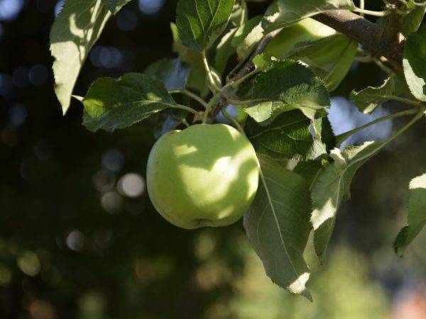 Подробное описание сорта яблок семеренко
