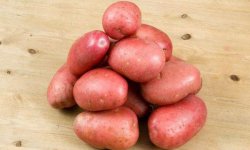 Интересная новинка картофельного рынка: сорт барин