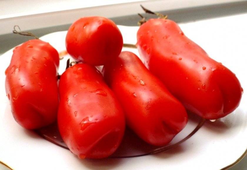 Удивительный томат необычной формы — «аурия»  : описание сорта и фото