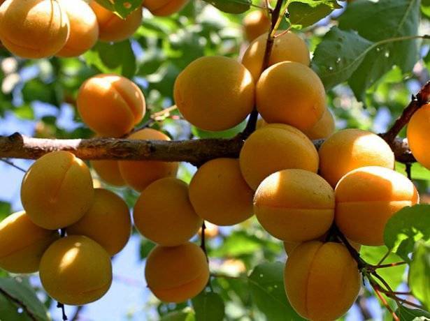 Описание и характеристика абрикоса сорта лель, правила посадки и особенности ухода