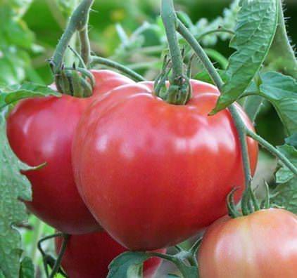 Сорт томата «мишка косолапый»: фото, отзывы, описание, характеристика, урожайность