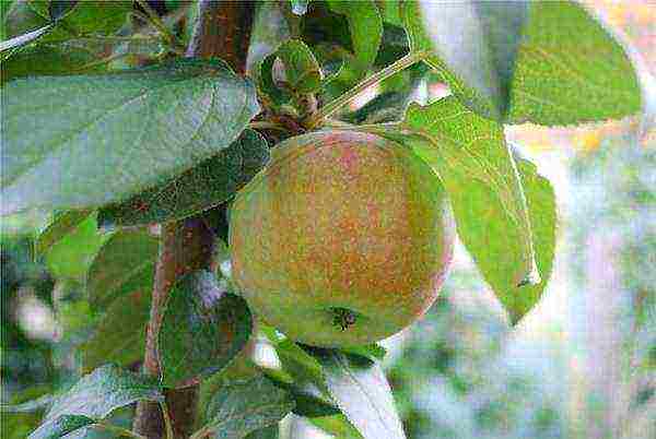 Яблони на карликовом подвое: сорта + фото