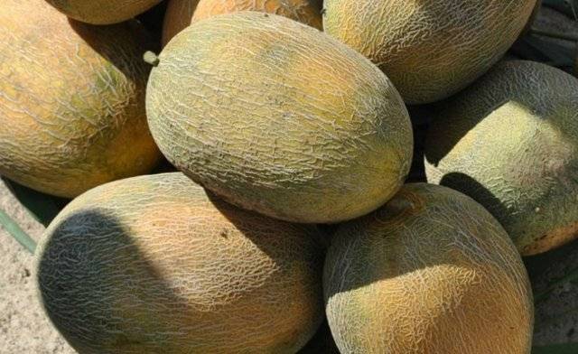 Дыня американский ананас — описание сорта, фото, отзывы, посадка и уход