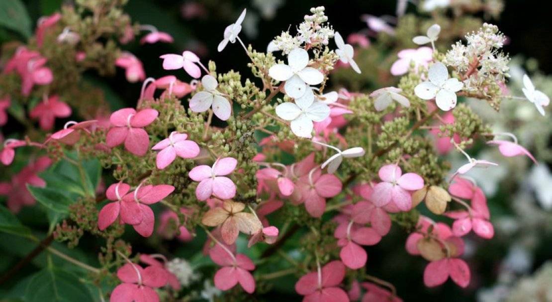 Гортензия метельчатая белая, красная, розовая — лучшие зимостойкие сорта