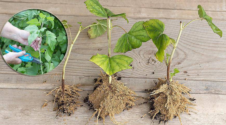 Как посадить черенки черной смородины правильно?