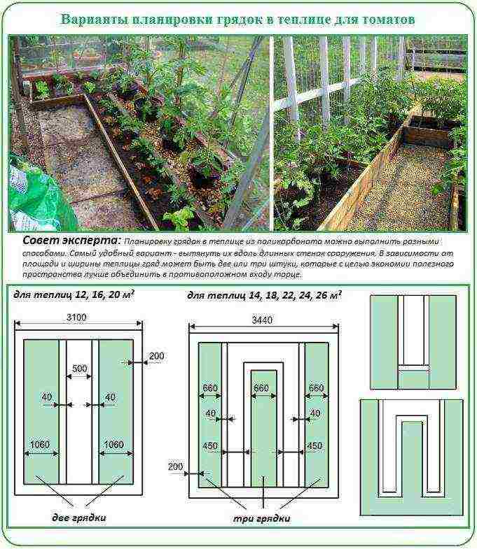 Выращивание помидоров в теплице из поликарбоната: посадка и уход