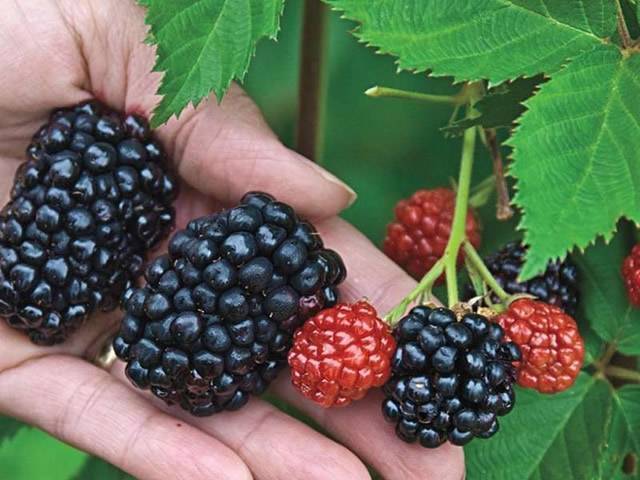 Сорт киова: крупноплодная ягода из американских лесов
