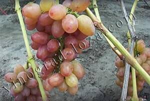 Виноград софия: описание сорта, отзывы садоводов и 6 правил ухода