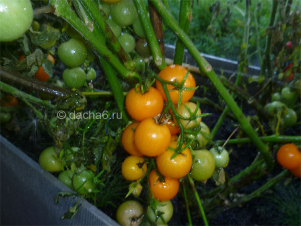 Лучшие сорта помидоров для открытого грунта и теплицы в средней полосе россии