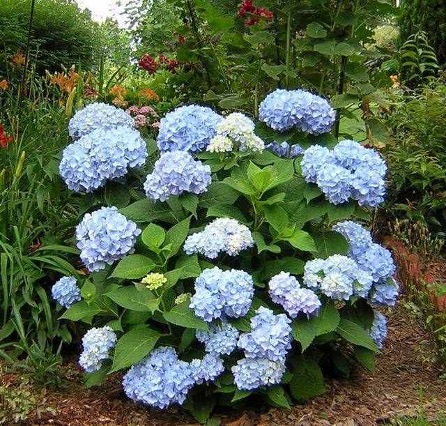 Садовая гортензия: подкормка летом, осенью, удобрения для изменения цвета цветов