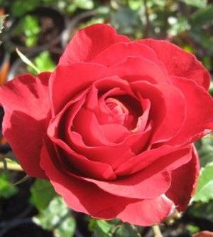 Роза «гранд гала» — правила посадки, обрезки и выращивания цветка, фото