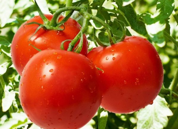 Обзор сортов низкорослых томатов, не требующих пасынкования