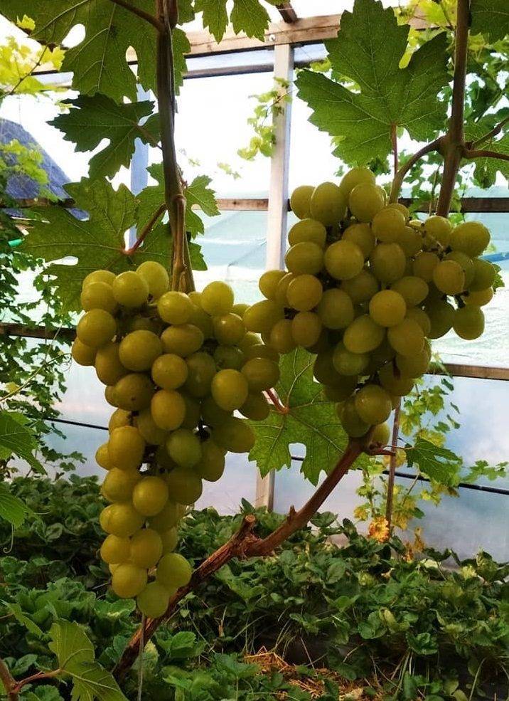 Всё самое важное о сорте винограда «валек»