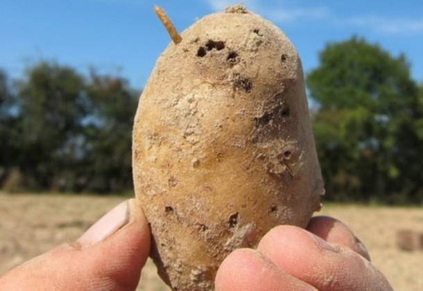 Опасные вредители картофеля и меры борьбы с ними