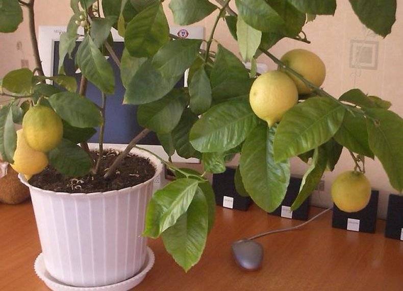 Декоративные комнатные лимоны в доме: уход, посадка, особенности