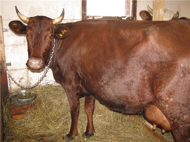 Описание красногорбатовской породы коров, особенности содержания и правила кормления