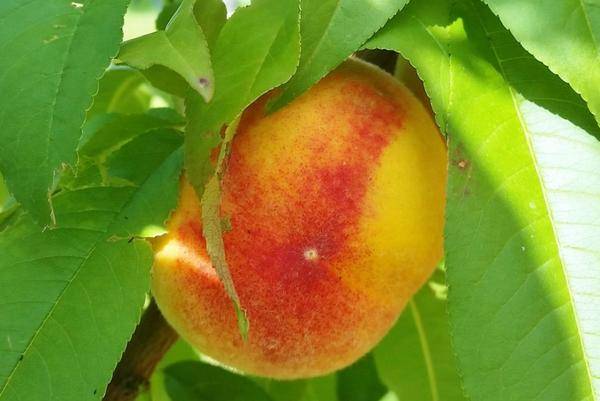 Характеристика и правила выращивания персика донецкий жёлтый