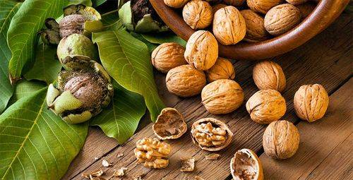 Как сушить грецкие орехи – сохраняем вкус и пользу