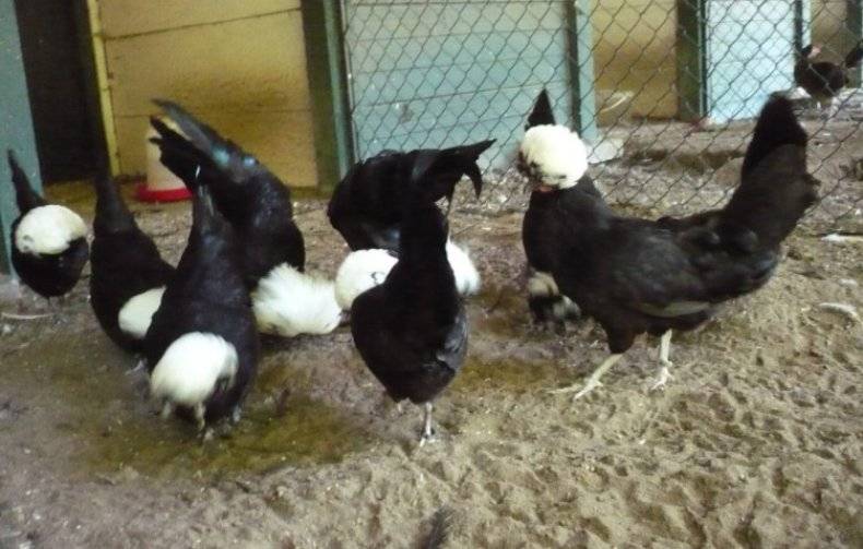 Голландские белохохлые куры – чёрные красавицы в белоснежных шапочках