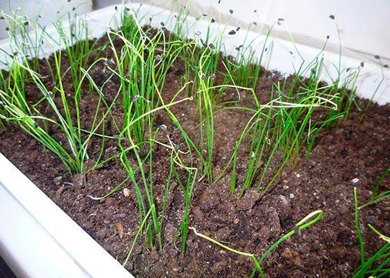 Как правильно вырастить на огороде вкусный лук-батун?