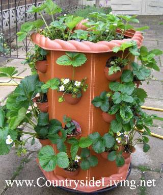 Как выращивать клубнику на балконе круглый год