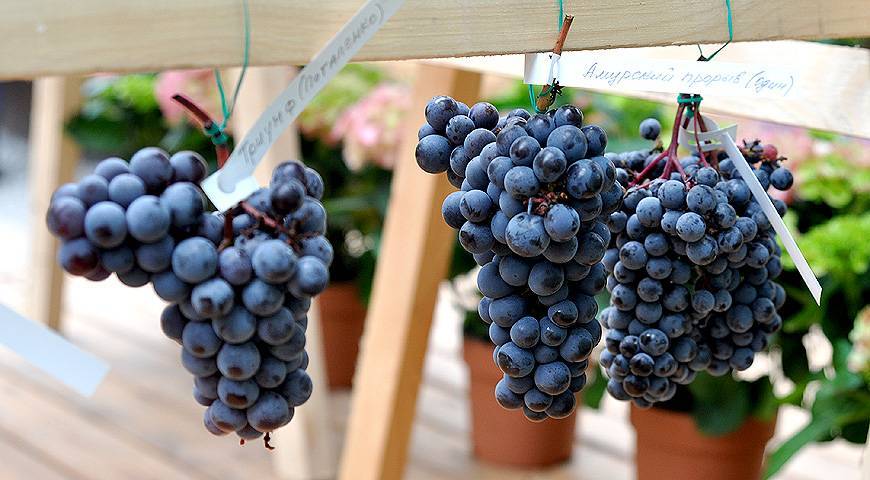 Виноград амурский – его культурные формы и гибриды