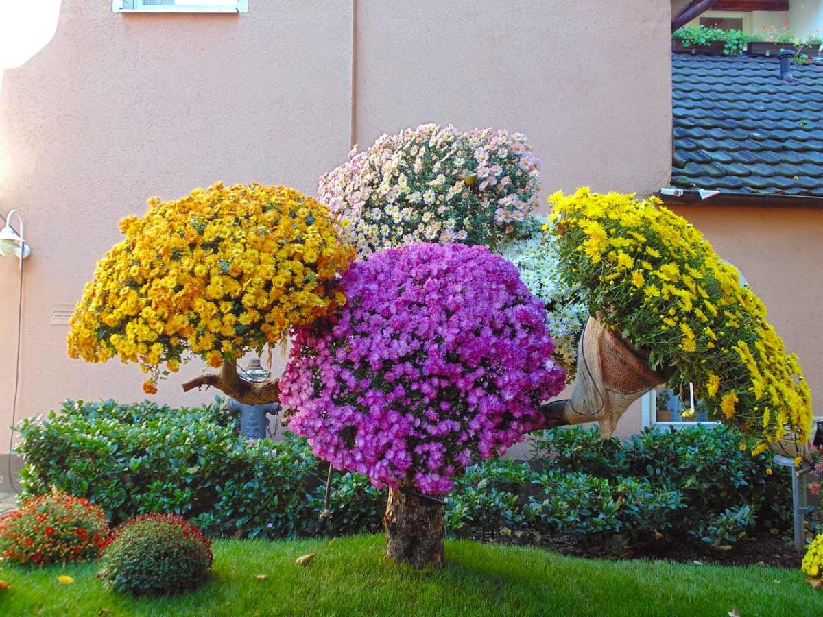 Многолетние хризантемы: разновидности, посадка и уход