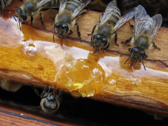 Как приготовить сироп для пчел